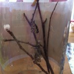 The butterfly just from the cocoon