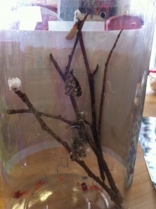 The butterfly just from the cocoon